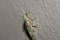 Heteromicta tripartitella