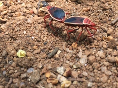 Probergrothius varicornis