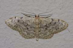 Idaea inquinata