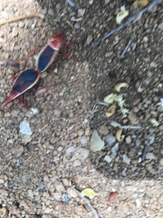 Probergrothius varicornis