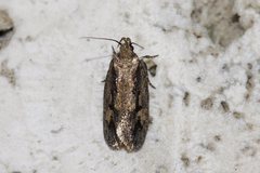 Erythrobapta haemalea