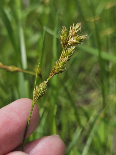 Image of Carex praegracilis by (c) Solomiya, some rights reserved (CC BY)