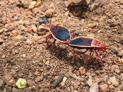 Probergrothius varicornis