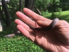 Virginia valeriae elegans