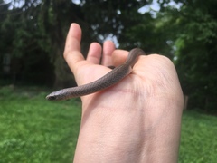 Virginia valeriae elegans