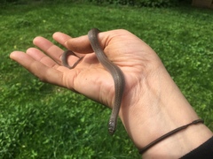 Virginia valeriae elegans