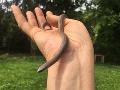 Virginia valeriae elegans