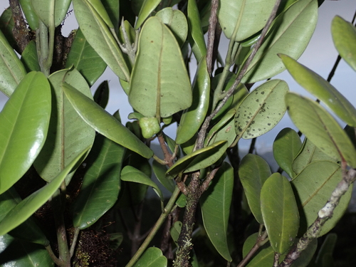 Melicope oahuensis observed 2024-06-14