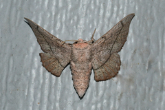 Cicinnus melsheimeri