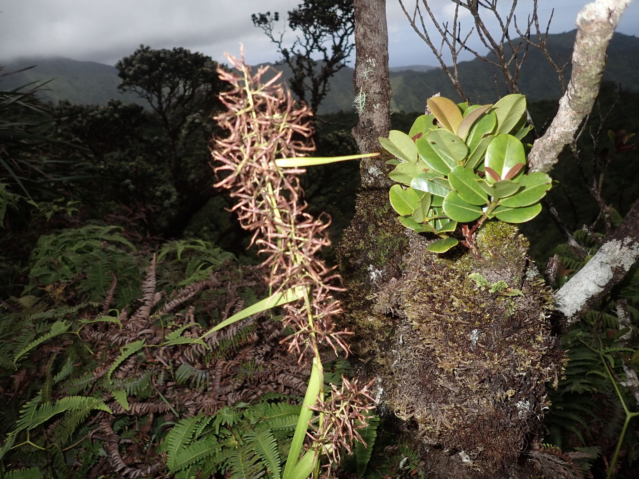 Rhynchospora sclerioides