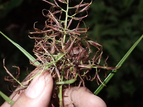 Rhynchospora sclerioides observed 2024-06-14