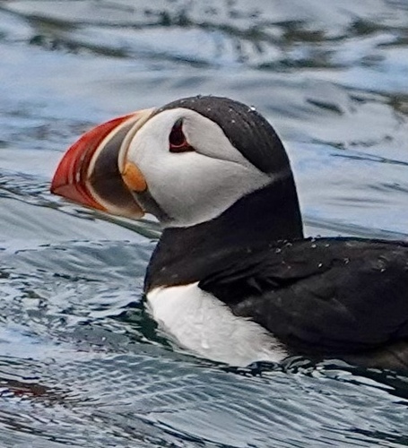Atlantic Puffin photographed in Maine
