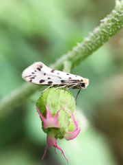 Greya punctiferella