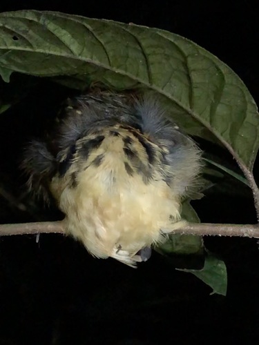 Spot-backed Antbird (Hylophylax naevius), photo 8
