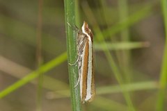 Corynophora lativittalis