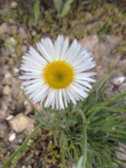 Erigeron engelmannii