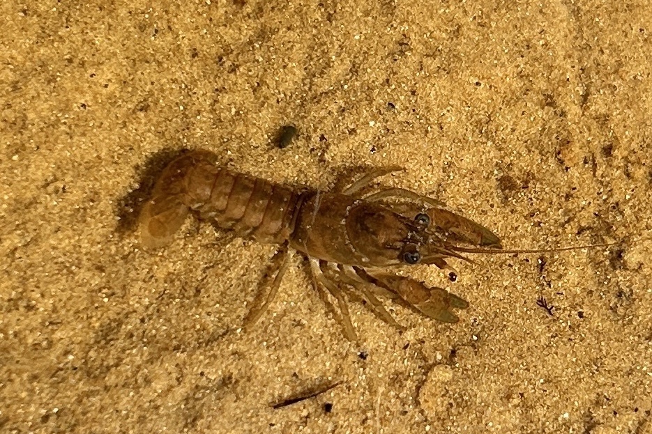 Northern Clearwater Crayfish from Tahquamenon Falls State Park ...