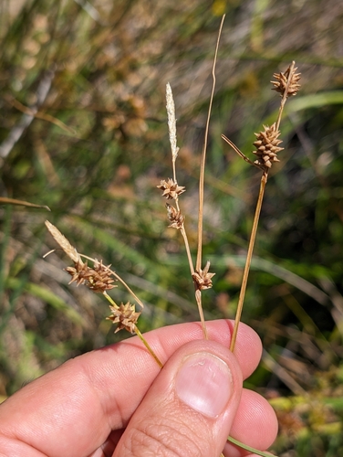 Image of Carex serratodens by (c) Ken-ichi Ueda, some rights reserved (CC BY)