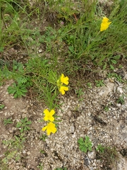 Oenothera serrulata