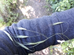 Bromus sterilis