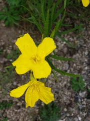 Oenothera serrulata