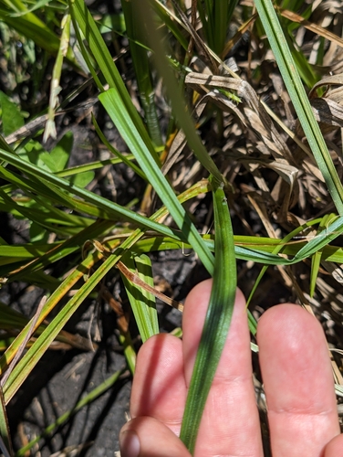 Image of Carex densa by (c) Ken-ichi Ueda, some rights reserved (CC BY)