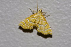 Musotima ochropteralis