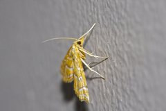 Musotima ochropteralis