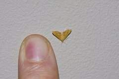 Musotima ochropteralis