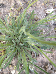 Erigeron engelmannii