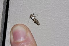 Arrade leucocosmalis