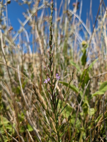 Image of Lythrum californicum by (c) Ken-ichi Ueda, some rights reserved (CC BY)