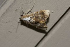 Arrade leucocosmalis