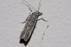 Crocydopora cinigerella