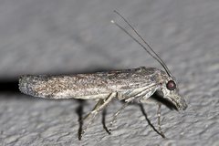 Crocydopora cinigerella