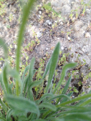 Erigeron engelmannii