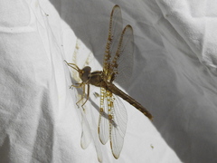 Neurocordulia xanthosoma