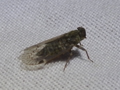 Melanoliarus aridus