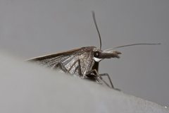 Epidesmia hypenaria