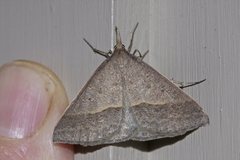 Epidesmia hypenaria