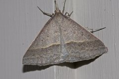 Epidesmia hypenaria