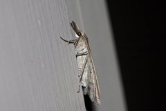 Epidesmia hypenaria