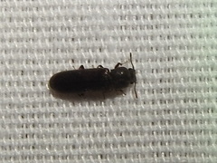 Lyctus carbonarius