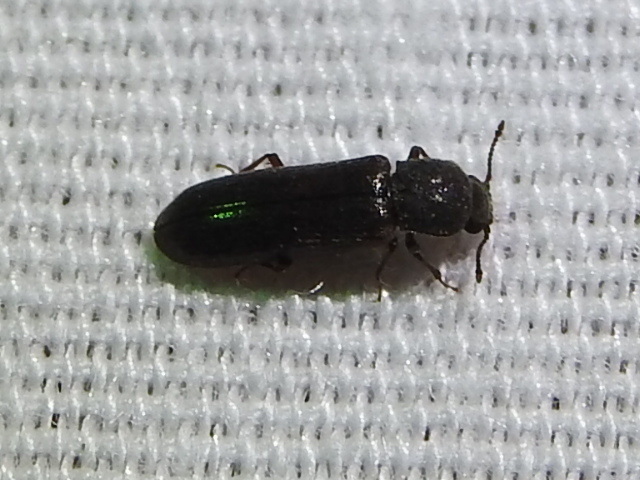 Southern Lyctus Beetle