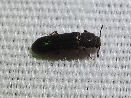 Southern Lyctus Beetle