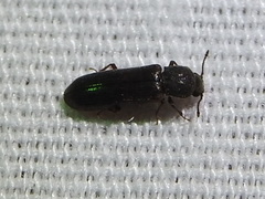 Lyctus carbonarius