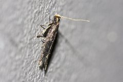 Lecithocera terrigena