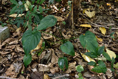 Alocasia cucullata