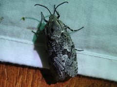 Prionoxystus robiniae