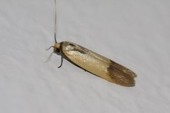 Tachystola stenoptera